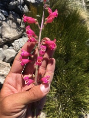 Penstemon floridus austinii