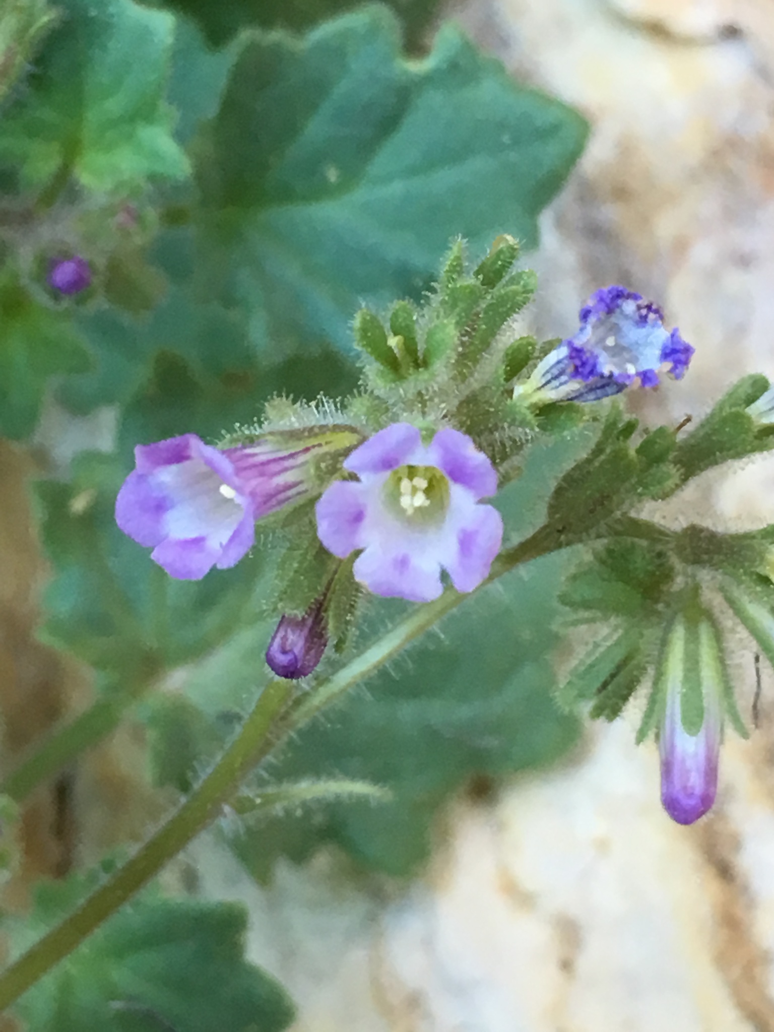 Phacelia mustelina