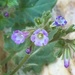 Death Valley Round-leaved Phacelia - Photo (c) Matt Berger, some rights reserved (CC BY), uploaded by Matt Berger