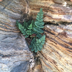 Argyrochosma jonesii