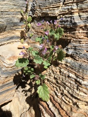 Phacelia mustelina