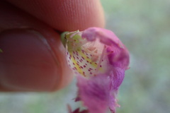 Agalinis edwardsiana