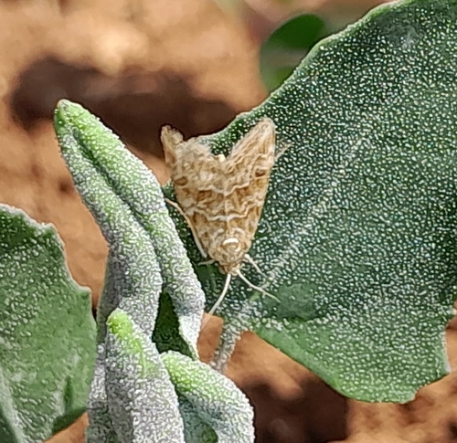 Old World Webworm