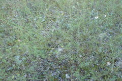 Agalinis edwardsiana