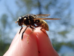 Temnostoma vespiforme