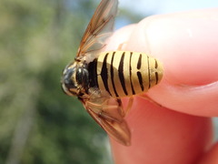 Temnostoma vespiforme