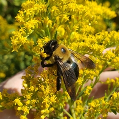 Xylocopa virginica