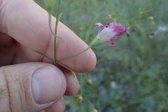 Agalinis edwardsiana