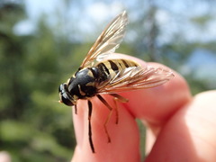 Temnostoma vespiforme