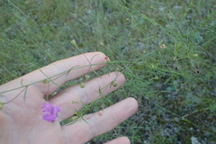 Agalinis edwardsiana