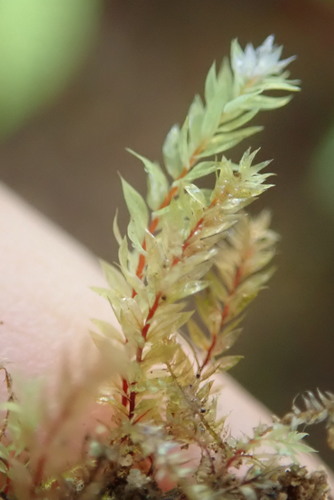 Pohlia cruda
