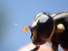 Temnostoma vespiforme