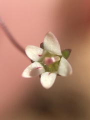 Nemacladus inyoensis