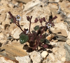 Phacelia barnebyana