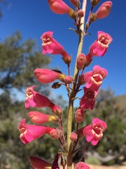 Penstemon floridus austinii