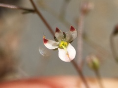 Nemacladus orientalis