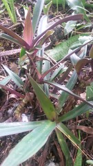 Tradescantia spathacea