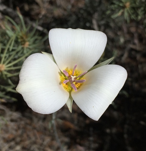 Image of Calochortus panamintensis by (c) Matt Berger, some rights reserved (CC BY)