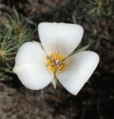 Calochortus panamintensis