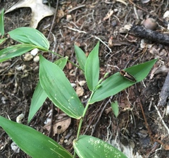 Dichanthelium boscii
