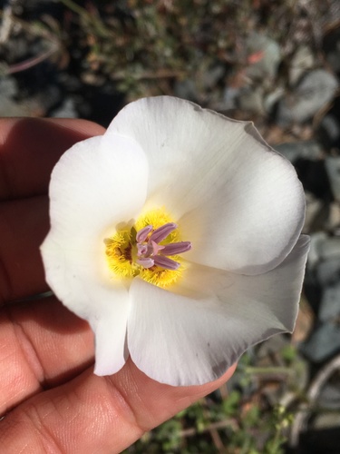 Image of Calochortus panamintensis by (c) Matt Berger, some rights reserved (CC BY)