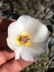 Calochortus panamintensis