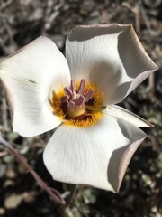 Calochortus panamintensis