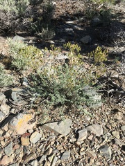 Lomatium parryi