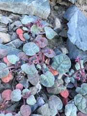 Eriogonum eremicola