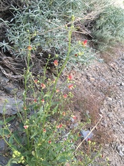Scrophularia desertorum