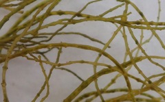 Lemanea