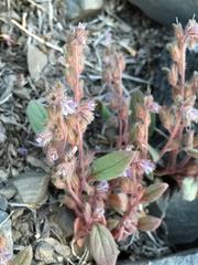 Phacelia austromontana
