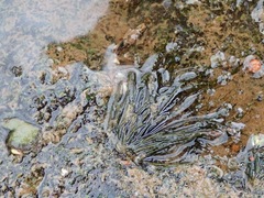 Lemanea