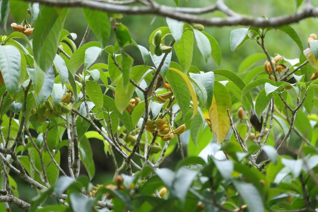 Tabernaemontana alternifolia; photograph (c) Dinesh Valke, some rights reserved (CC BY-SA)