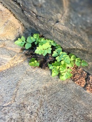 Argyrochosma jonesii