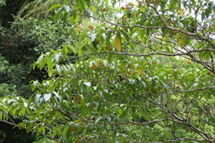 (c) Dinesh Valke, some rights reserved (CC BY-SA) Tabernaemontana alternifolia, photograph (c) Dinesh Valke, some rights reserved (CC BY-SA)