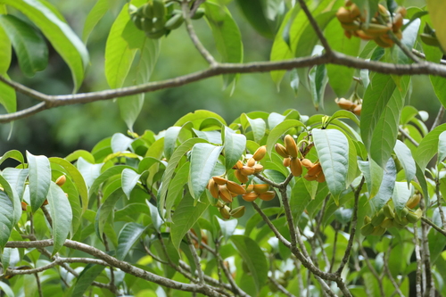 Tabernaemontana alternifolia, photograph 5