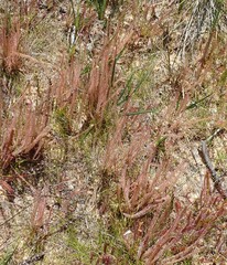Drosera filiformis
