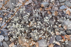 Eriogonum wrightii trachygonum