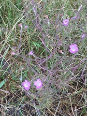 Agalinis communis