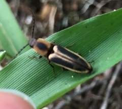 Megapenthes limbalis