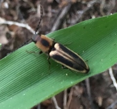 Megapenthes limbalis