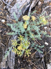 Lomatium parryi