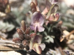 Astragalus platytropis