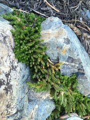 Selaginella watsonii