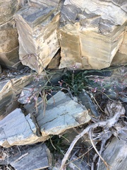 Boechera nevadensis