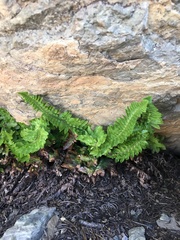 Polystichum scopulinum