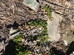 Selaginella watsonii