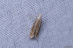 Isophrictis lineatellus