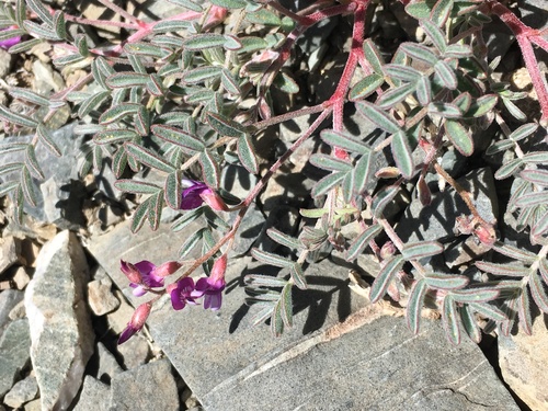 Image of Astragalus gilmanii by (c) Matt Berger, some rights reserved (CC BY)